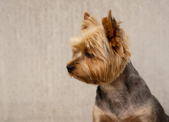 Yorkshire Terrier. Background of wooden boards. Portrait of a dog.