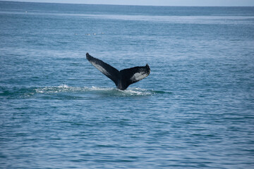 Fototapeta premium dolphin jumping in the water