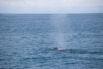 Fototapeta premium dolphins in the sea
