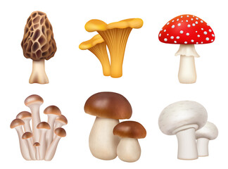 Mushrooms plants. Realistic natural foods for kitchen preparing products golden chanterelle champignons decent vector mushrooms pictures set © ONYXprj