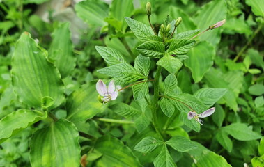 Spider weed has bright green leaves and light purple flowers. (Gynandropsis gynandra Linn. or...