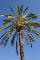 Fototapeta premium date palm on a blue sky background