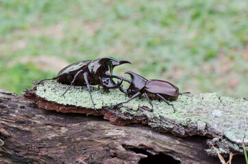 Rhinoceros beetle belonging to the scarabaeidae family in tropical asia. Malaysian Two & Three Horned Rhinoceros Beetle. Pest to oil palm plantation known to destroy and damaged fronds, young shoots