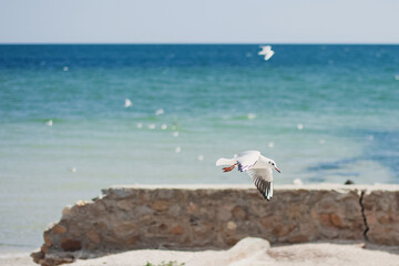 A group of wIld seagulls flying over the ocean or sea