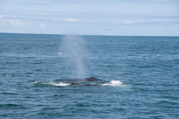 Fototapeta premium ski jump