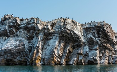 Fototapeta na wymiar Baikal black cormorant stands guard 3