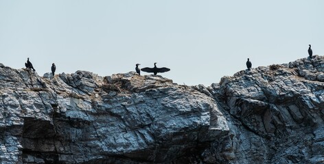 Baikal black cormorant stands guard
