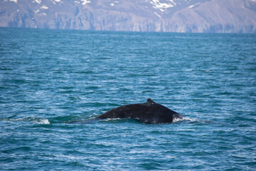 Naklejka premium humpback tail