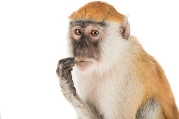 Very clever little primate mammal monkey