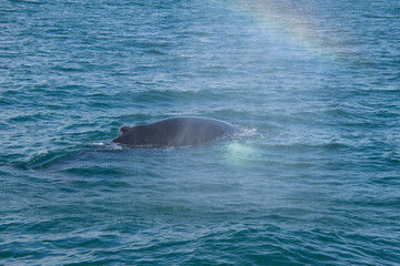 Fototapeta premium dolphin in the water