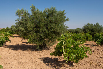 Olivar y viñedo mediterraneo