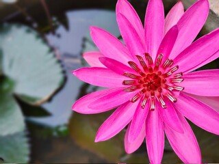 pink lotus flower natural plant