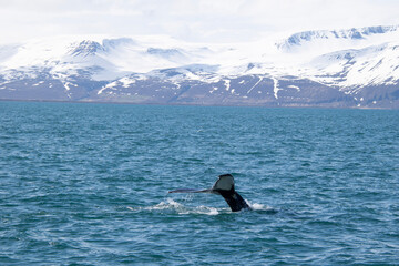 surfer in action