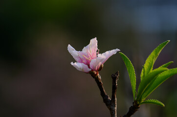 peach flower