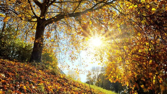 Footage of a deciduous tree in a park in autumn, with the sun shining through the gold foliage and the branches moving in the gentle wind
