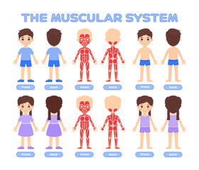 Human Muscular System. Front and Back View in a Flat Cartoon style for Children. Isolated Boy and Girl. The Silhouette of a Kids with Muscles. Illustration for Medical design, Anatomy Lesson. Vector