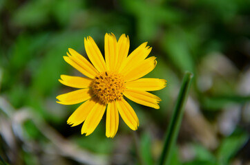 yellow gerbera daisy flower