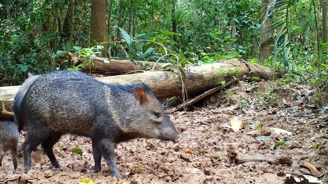 peccary in the wild. southamerica amazon rainforest