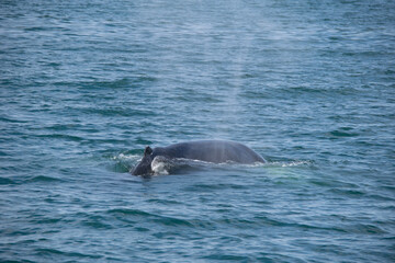 Fototapeta premium pair of dolphins