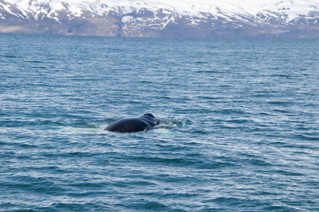 Obraz premium humpback tail