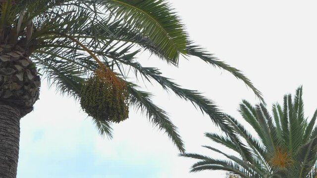 Two well kept date palms trees which green leaves and fruits are waving in the wind.