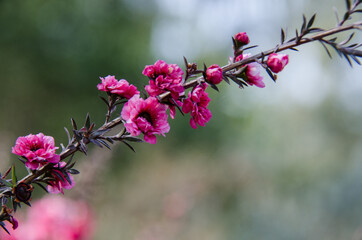 broom teatree flower