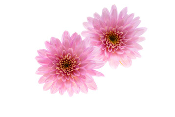 chrysanthemum pink isolated
