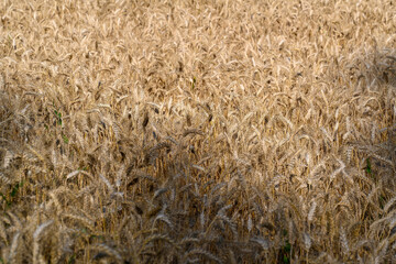 CAMPO DI GRANO