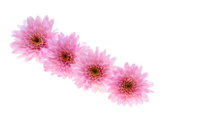 chrysanthemum pink isolated