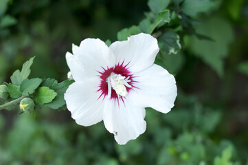 Obraz premium white petunia beautiful blooming flower in green leaves growing, background