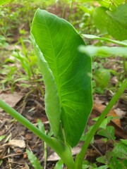 Colocassia leaf