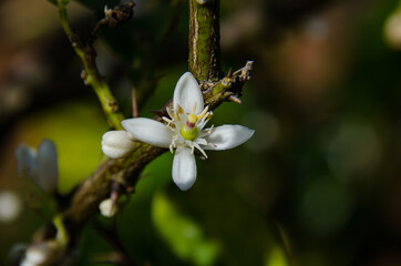 lemmon tree flower