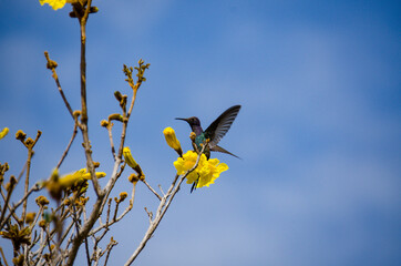 hummingbird on a yellow flower