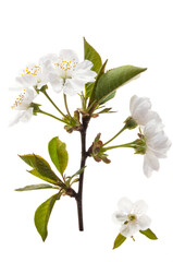 Fototapeta premium cherry blossom isolated