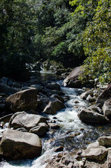 stream in the forest