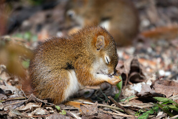 Baby Squirrel Eating Seeds