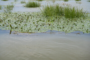 Danube river landscape on a summer day