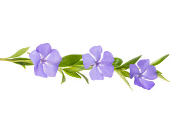 periwinkle flower isolated