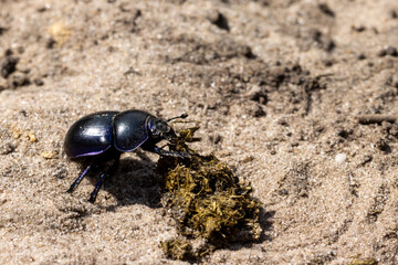 Dung beetle with dung mass on dry sand