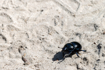 Black dung beetle on dry yellow white sand