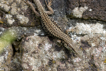 Large adult Wall Lizard Podarcis handing on old brick wall