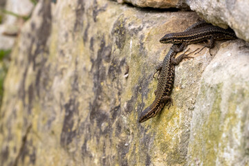 Two Wall Lizards basking on rocky wall in natural setting