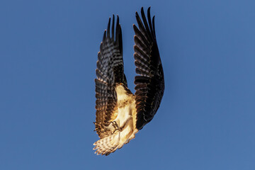 The western osprey ((Pandion haliaetus ) in flight