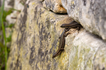 Two wall lizards with plants in background