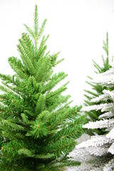 fir tree branch