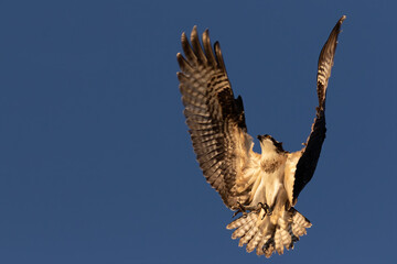 The western osprey ((Pandion haliaetus ) in flight