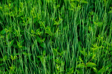 Green spring onion growing at vegetable garden