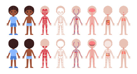 Human Body Systems and Cute Afro Black Boy. Muscular, Skeletal, Circulatory, Nervous, Digestive, Respiratory. Front Back View. Image for Biology, Anatomy Lesson for Children. White background. Vector