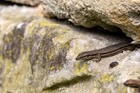 Wall Lizard Podarcis muralis eating potato bug in natural setting