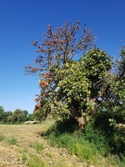 Fototapeta premium apple tree in spring